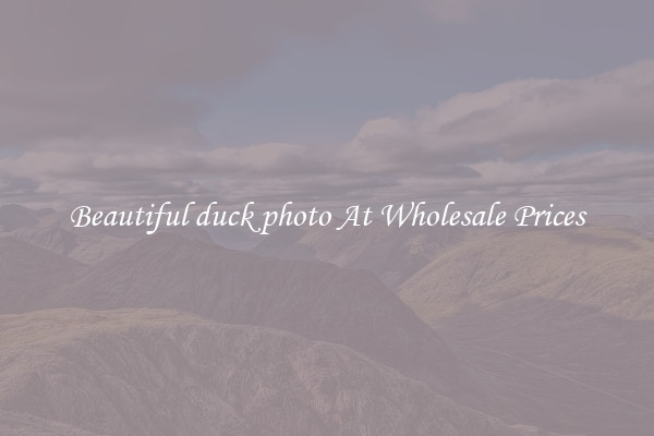Beautiful duck photo At Wholesale Prices